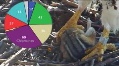 In 2014, viewers tallied 69 chipmunks brought to the nest, along with a diversity of other prey items.