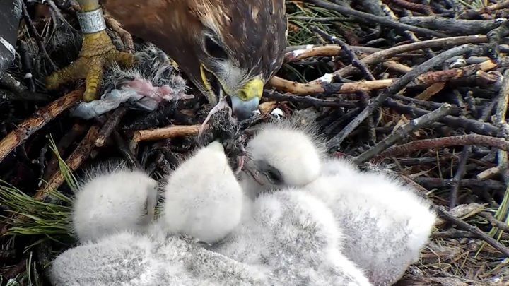 Big Red feeds a small morsel to the hawk nestlings.