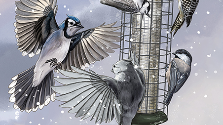 Illustration of a blue jay flying to a feeder where other bird species, like the black-capped chickadee, are perched.