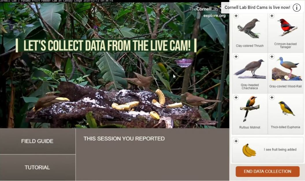 New Data Collection Resources : Bird Cams Lab