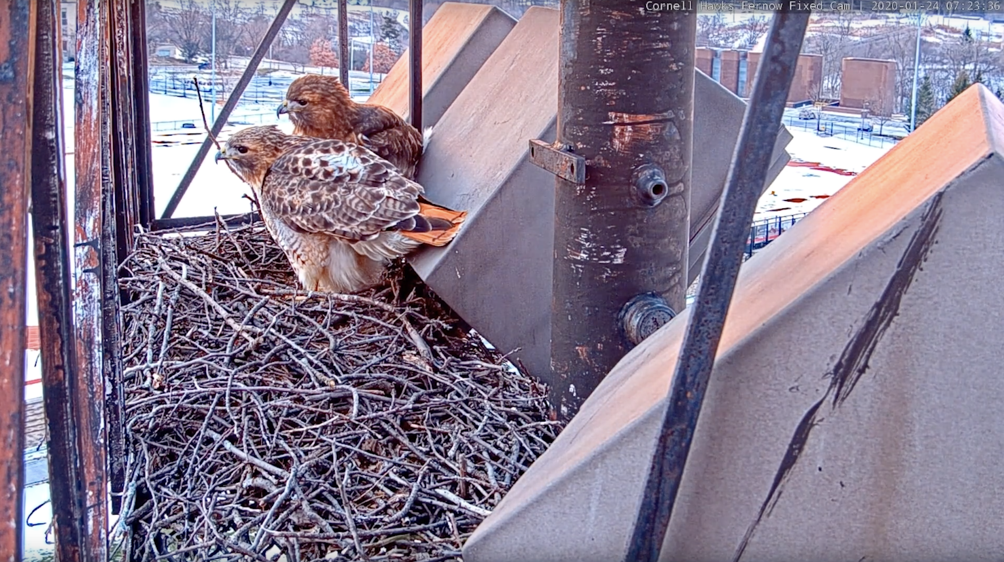A screenshot of the Red-tailed Hawks cam with the two adults perched on the nest and snow in the background