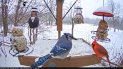 A screenshot of a Blue Jay and a Northern Cardinal on the Cornell FeederWatch cam.