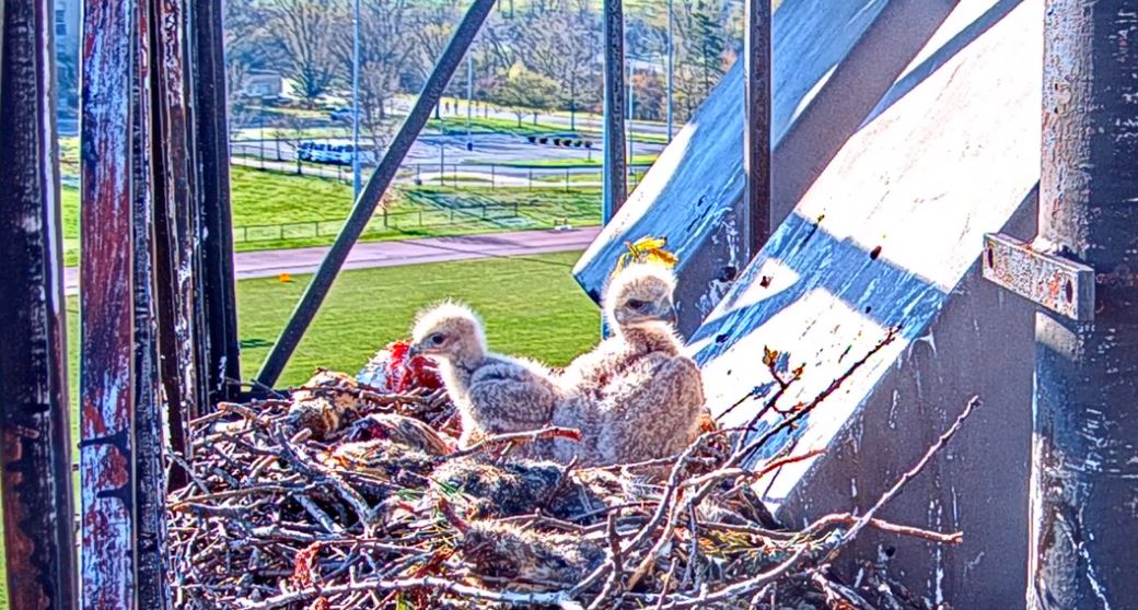 Screenshot of the two of the Red-tailed hawks nestlings