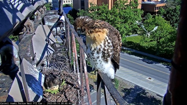 Screenshot of the third hawk nestling leaving the nest while the other two are at the nest.