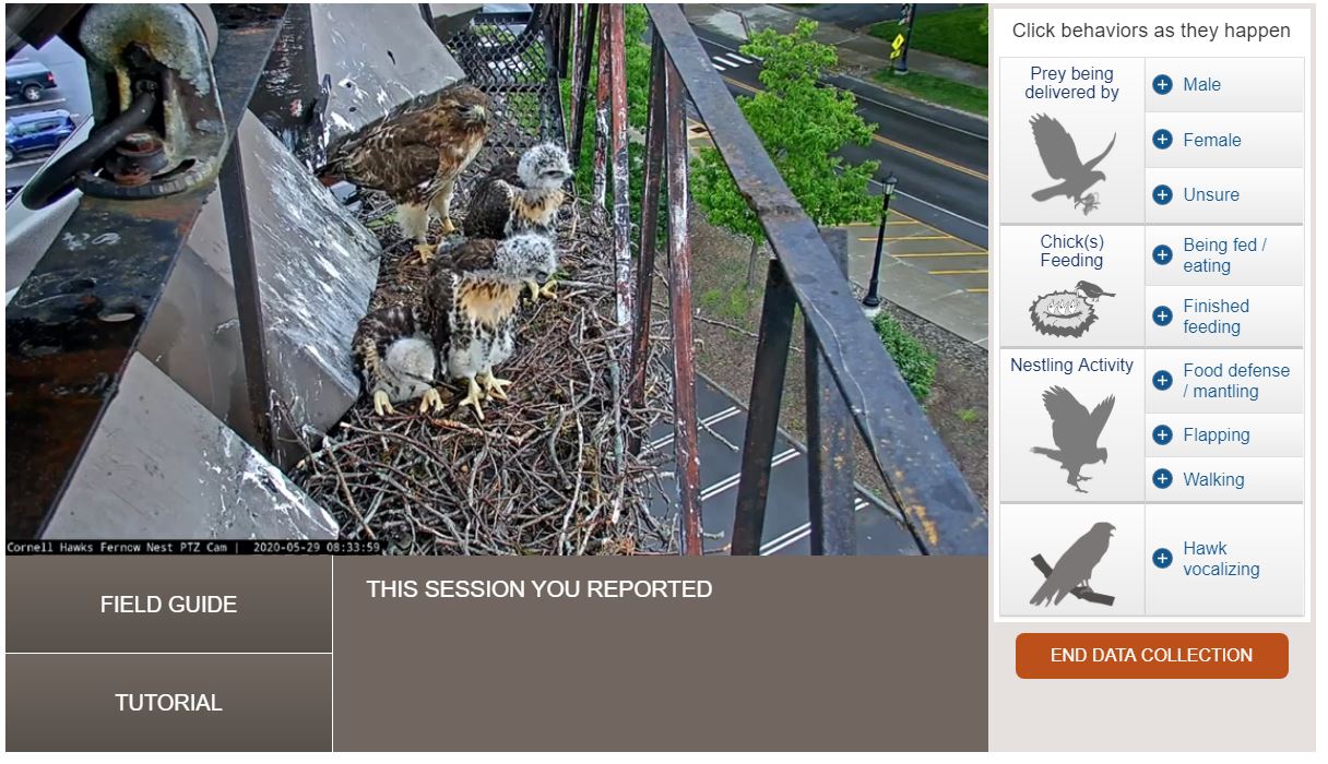 A screenshot of the data collection tool with Big Red and the three nestlings in view.
