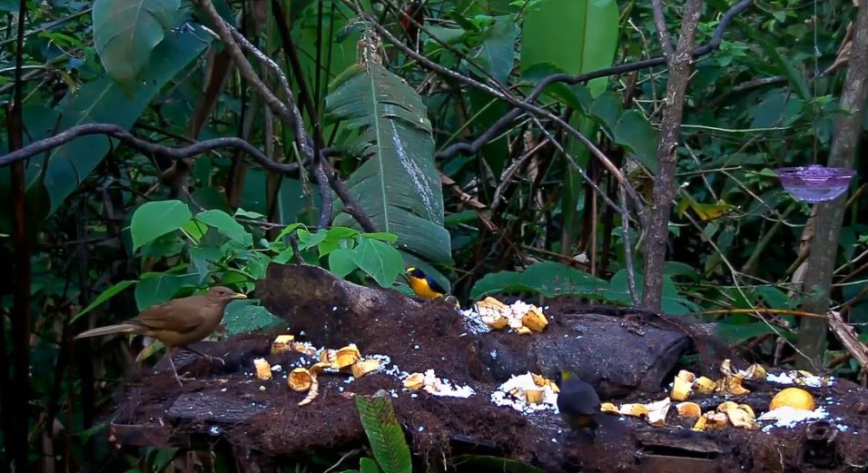 Screenshot of the Panama Fruit Feeder with Thick-billed Euphonia and Clay-colored Thrush in view.