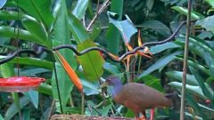 A screen shot of a gray-cowled wood-rail on the Panama Fruit Feeder cam.