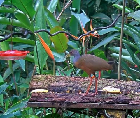 A screen shot of a gray-cowled wood-rail on the Panama Fruit Feeder cam.