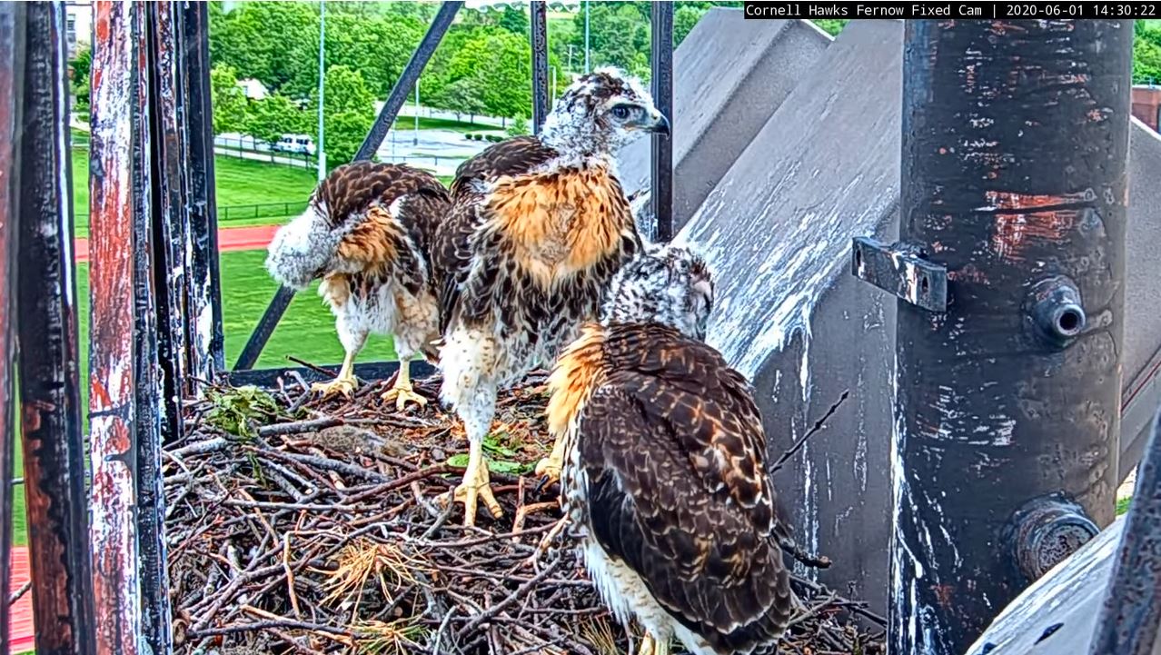 A screenshot of the three juvenile hawks at the Red-tailed Hawk nest preening their feathers and looking around. 