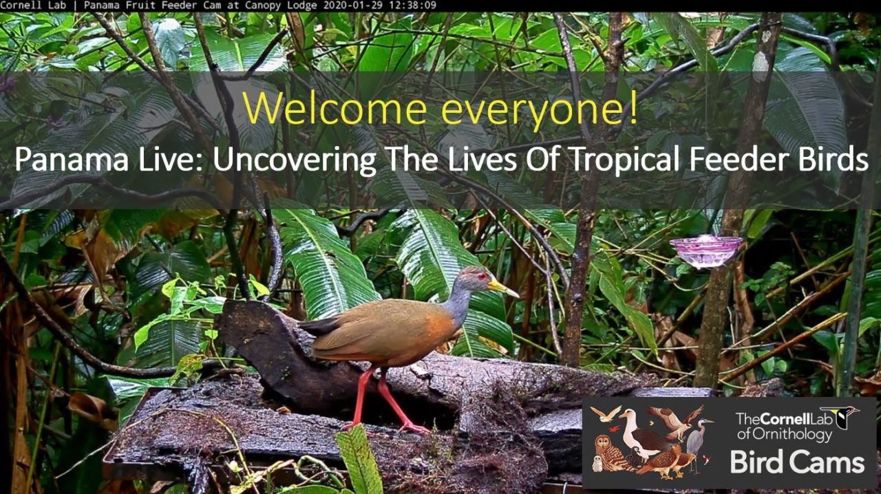 A screenshot of the welcome screen displayed at the beginning of the Panama Live webinar