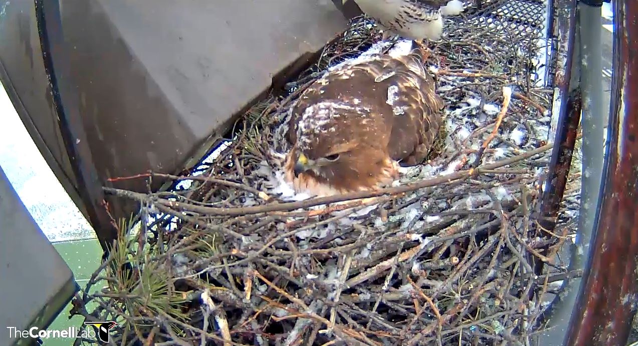 A screenshot from the Cornell Lab's Red-tailed Hawk cam of Big Red, the female, incubating eggs while it snows.