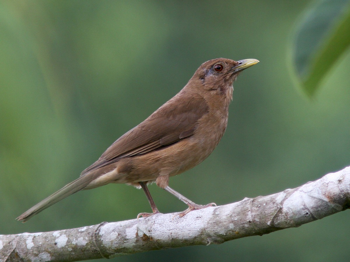 Clay-colored Thrush on a branch