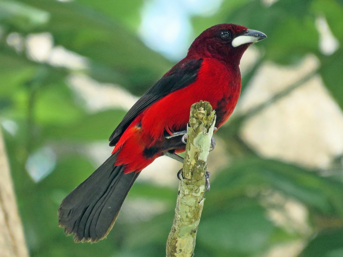 Crimson-backed Tanager on a branch