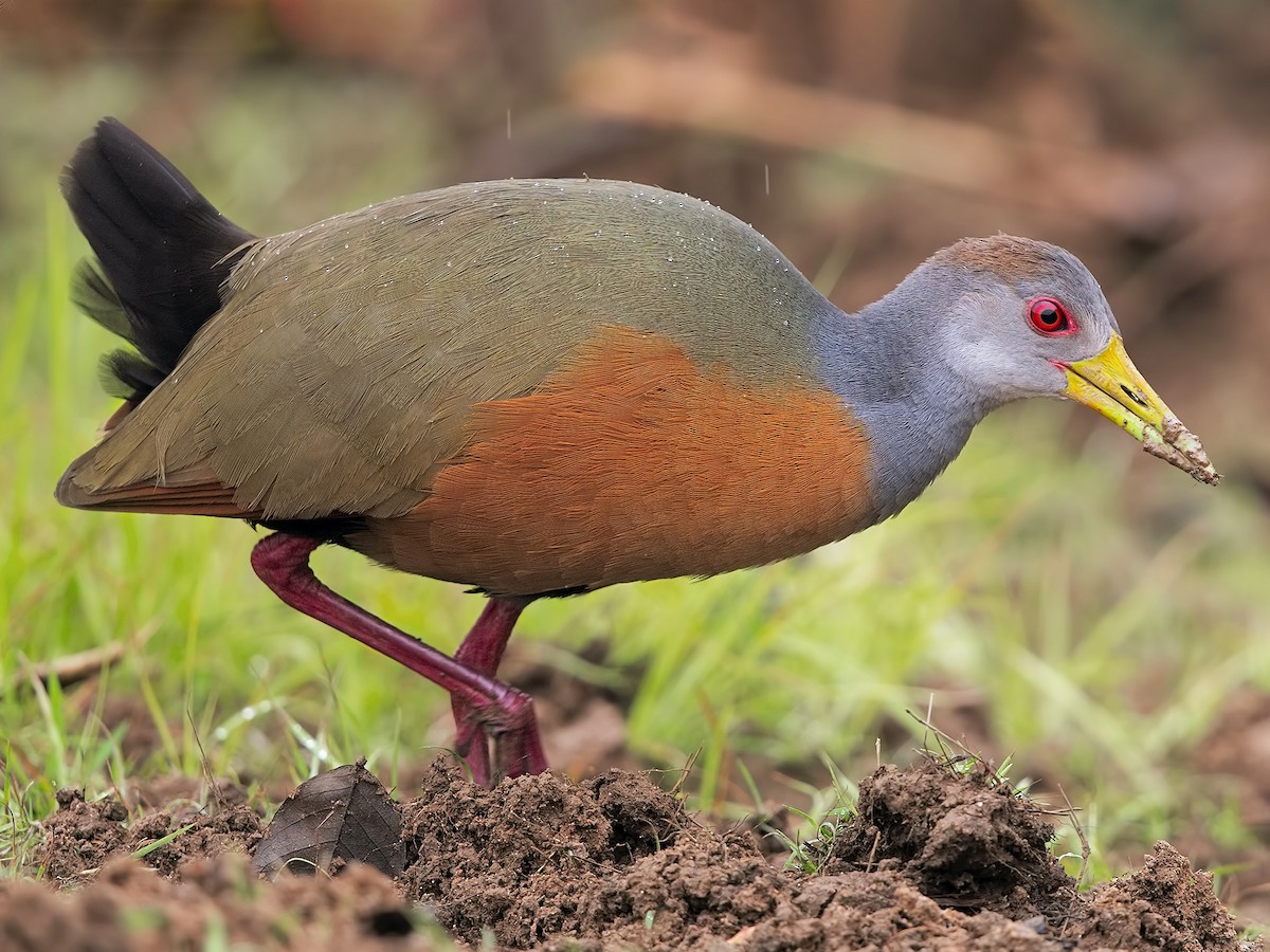 Gray-cowled Wood-Rail walking on the ground