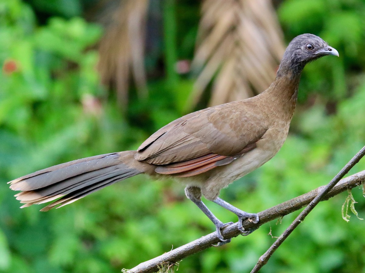 Gray-headed Chachalaca on a branch