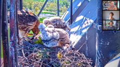 A screenshot of Big Red feeding the three hawk nestlings and an overlay of the staff videos from the webinar