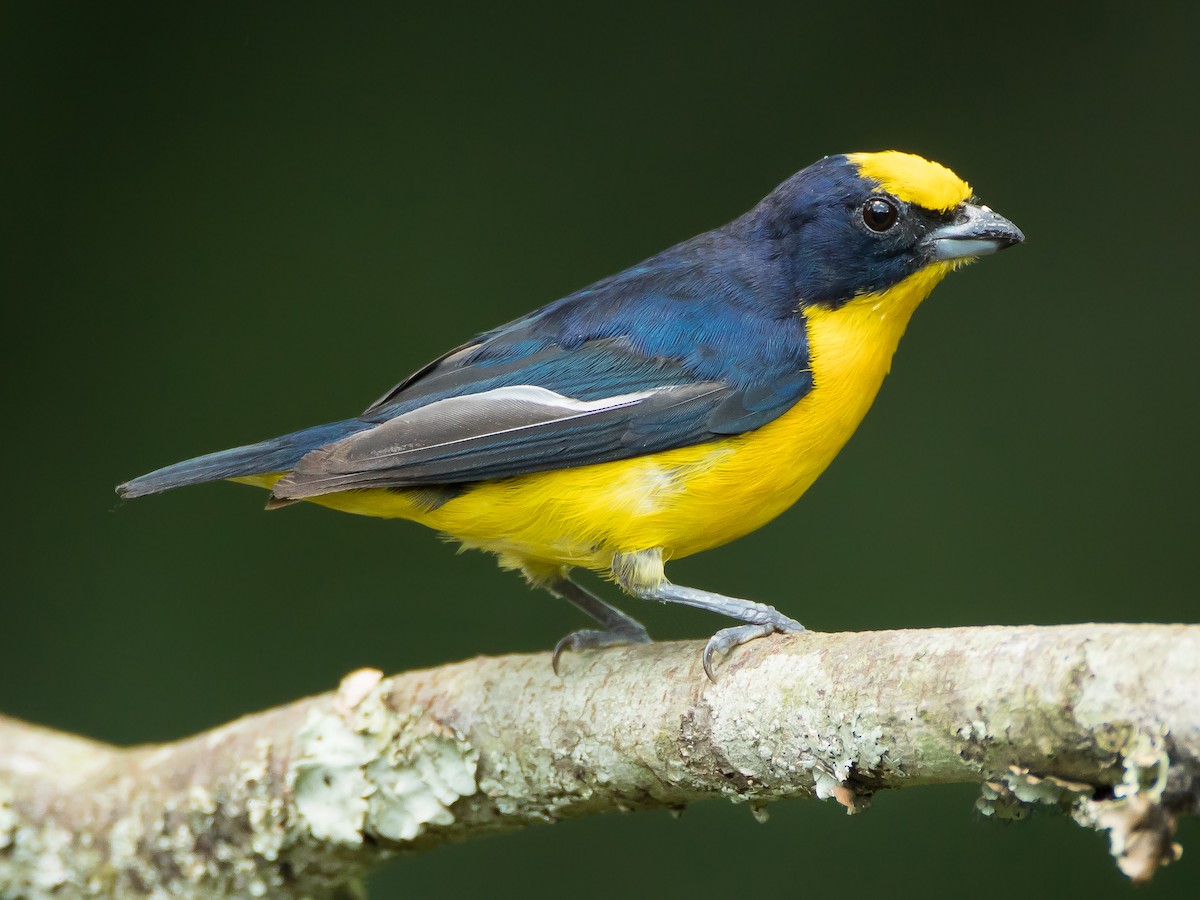 Thick-billed Euphonia on a branch