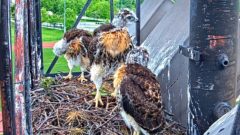 The three Red-tailed Hawk nestlings standing up in the nest and preening.