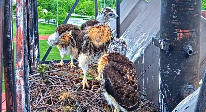 The three Red-tailed Hawk nestlings standing up in the nest and preening.