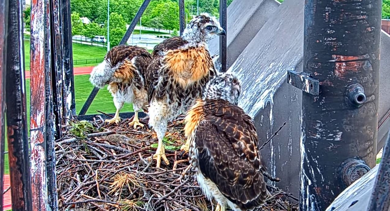 The three Red-tailed Hawk nestlings standing up in the nest and preening.