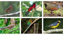 Individual pictures of the Clay-colored Thrush, Crimson-backed Tanager, Gray-cowled Wood-Rail, Gray Chachalaca, Rufous Motmot, Thick-billed Euphonia.