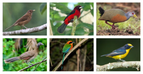 Individual pictures of the Clay-colored Thrush, Crimson-backed Tanager, Gray-cowled Wood-Rail, Gray Chachalaca, Rufous Motmot, Thick-billed Euphonia.