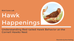 Orange background and main text reading "Hawk Happenings." There is also an illustration by Anna Rettberg of two Red-tailed Hawks.