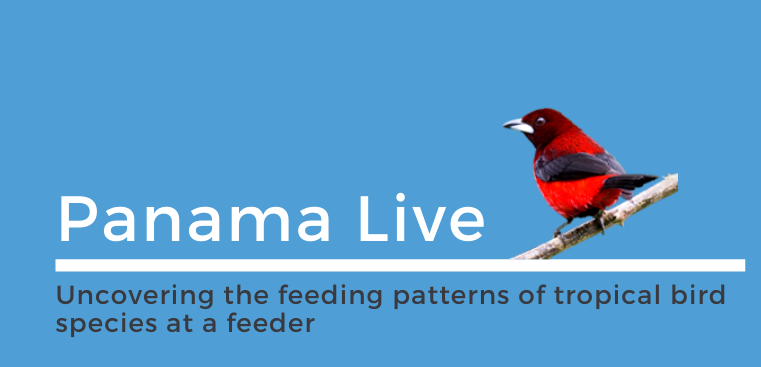 A cropped version of an infographic. There is a blue background with a crimson-backed tanager on a branch.