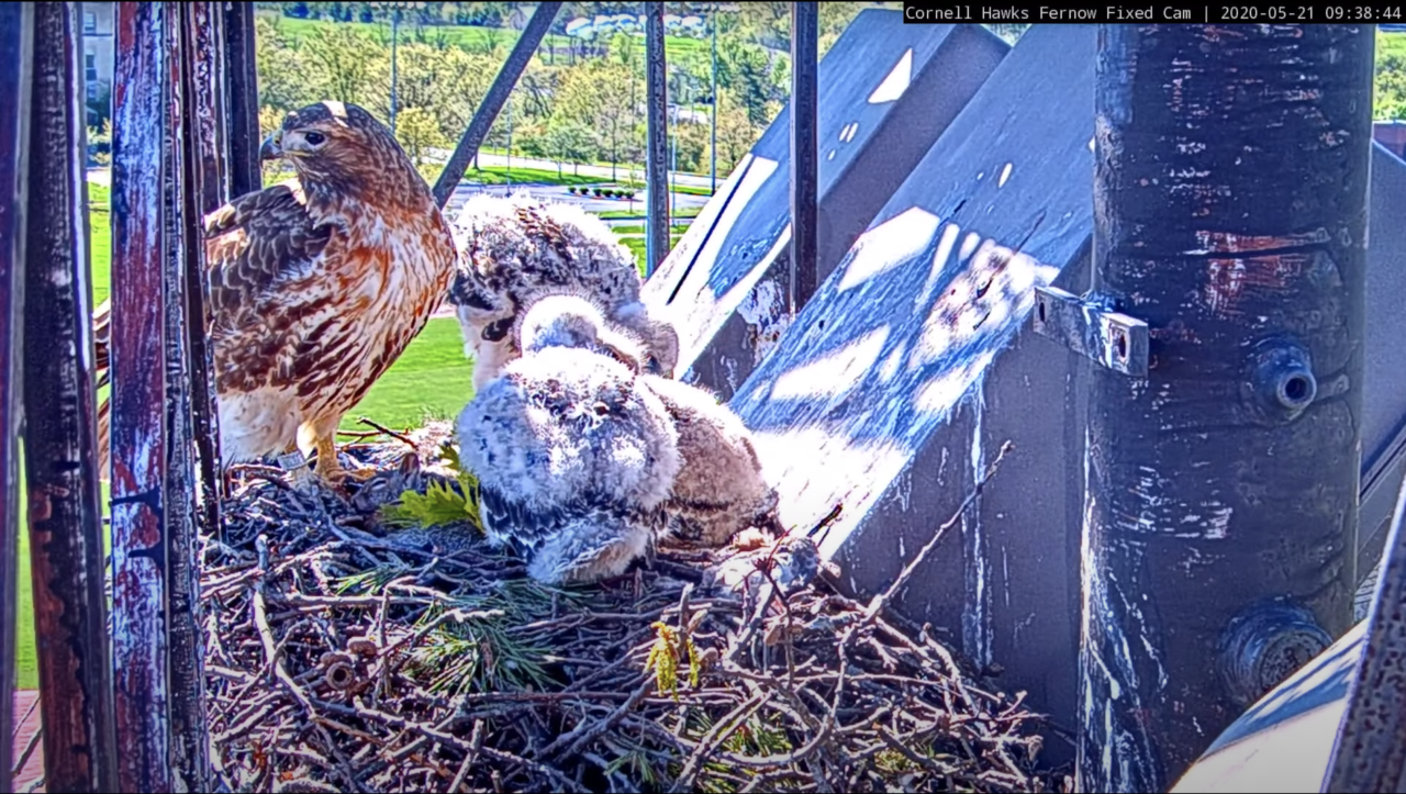 Big Red standing in the nest with nestlings that have lots of fluffy down feathers.