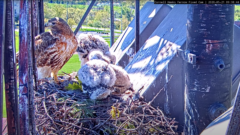 Big Red standing in the nest with nestlings that have lots of fluffy down feathers.