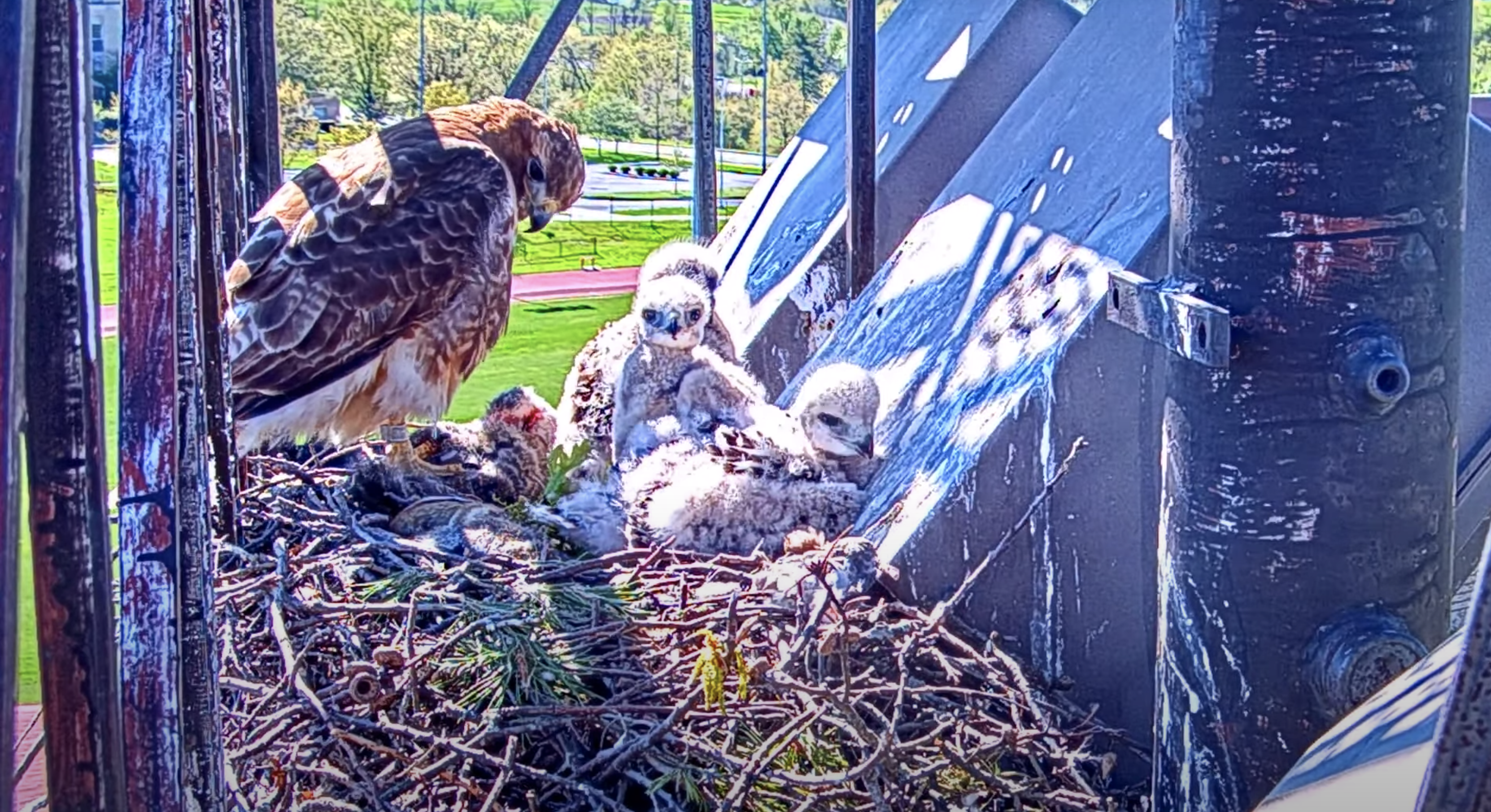 A screenshot of Big Red looking down and standing next to the three nestlings in the nest. One of the nestlings is looking right at the camera.
