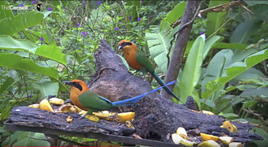 A screenshot of the Panama Fruit Feeder cam with two rufous motmots posed on the feeder.