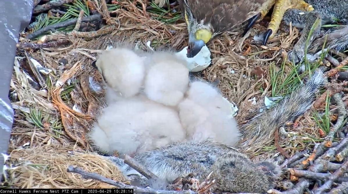 Big Red feeding young nestlings that look like small white fluffballs.