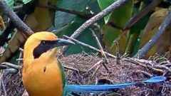 Rufous Motmot on the Panama Fruit Cam feeder and turning its head to the right.
