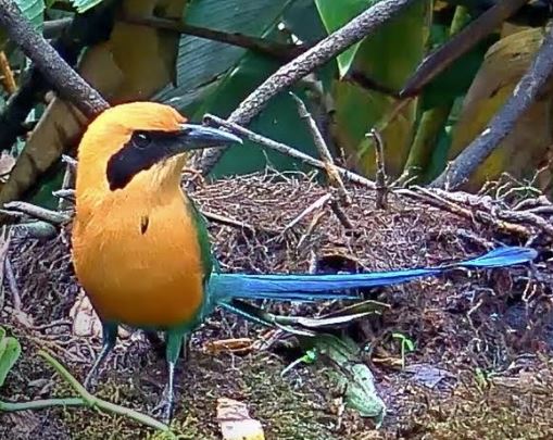 Rufous Motmot on the Panama Fruit Cam feeder and turning its head to the right. 
