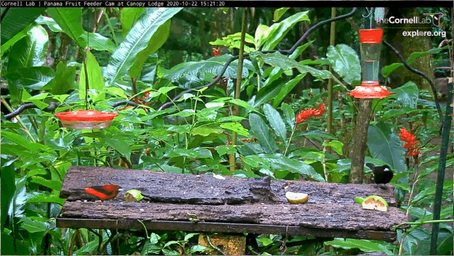 A gif of a Flame-rumped tanager displacing a Crimson-backed tanager on the Panama Fruit Feeder cam.