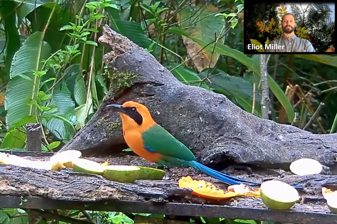 A screenshot of the Panama Fruit Feeder cam with a Rufous Motmot posed on it. In the top right corner is a screenshot of Dr. Eliot Miller from the webinar.