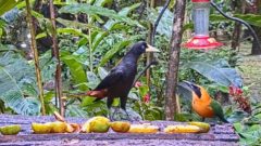 A crested oropendola looks down on a rufous motmot on the panama fruit feeder cam. the feeding table is filled with bananas and oranges.
