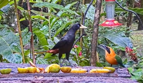 A crested oropendola looks down on a rufous motmot on the panama fruit feeder cam. the feeding table is filled with bananas and oranges.