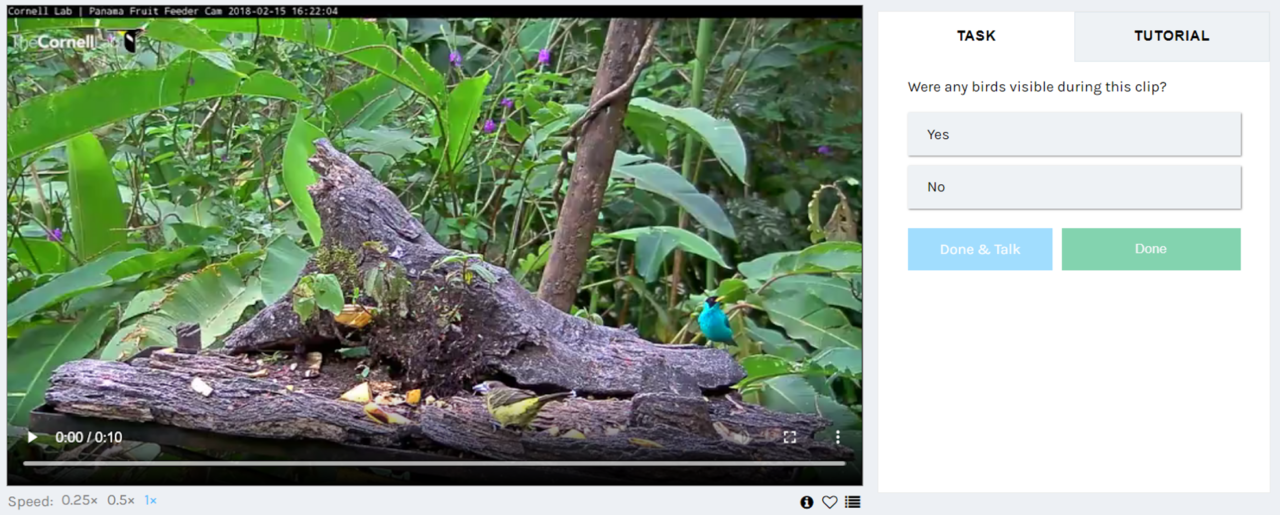 A screenshot of the first question in the data collection tool on Zooniverse. A video player is on the left and the task is on the right. The first question is "Were any birds visible during the clip" with possible answers "yes" and "no."