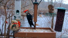 A male pileated woodpecker is in the middle on a suet feeder and a male northern cardinal is perch below and to its left looking up. There is a feeder table with seeds below the pilated woodpecker, a feeder tue to its left, and other animal critter feeders hung around the edges of the screenshot.