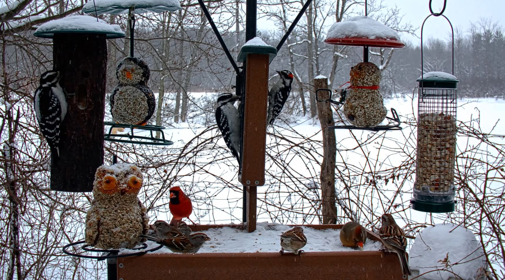 A screenshot of the Cornell FeederWatch cam with light snow. There are many species, including downy woodpecker, hairy woodpecker, male northern cardinal, and several sparrows on the platform.