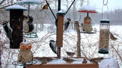 Several species, including woodpeckers and sparrows on the Cornell FeederWAtch cam. There is snow on the feeders and in the background. Also a red-breasted nuthatch on the far right feeder.