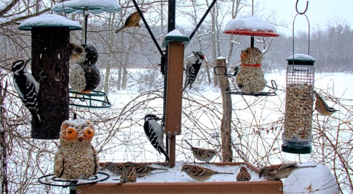 Several species, including woodpeckers and sparrows on the Cornell FeederWAtch cam. There is snow on the feeders and in the background. Also a red-breasted nuthatch on the far right feeder.