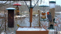 Snowy hanging feeder and platform feeder with a frozen pond in the background. An American Goldfinch and a Red-bellied Woodpecker are in view.