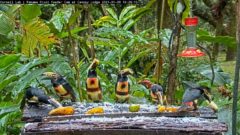 Size Collared Aracaris eating rice and fruit on the Panama Fruit Feeder cam.