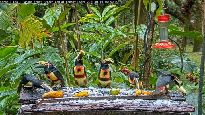 Size Collared Aracaris eating rice and fruit on the Panama Fruit Feeder cam.