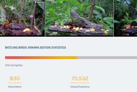 Pictures of the video clips in the top of the screenshot and then a bar with red-orange coloring showing we are 31% done. The number of volunteers and the number of classifications is also shown.