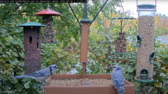 Two blue jays (blue and white birds) feeding at a platform full of bird seed and surrounded by hanging feeders. The backdrop is lush green vegetation and water from a pond is seen further back.