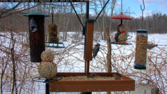 A screenshot of the Cornell FeederWatch cam. A platform feeder is filled with seed and there are four hanging feeders and a snowman shaped feeder. There are multiple bird species on the feeders, including a white-breasted nuthatch and pine siskins on the platform feeder. A downy woodpecker can also be seed perched on a feeder.